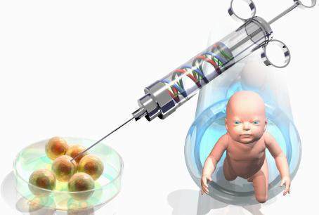 胚胎培养